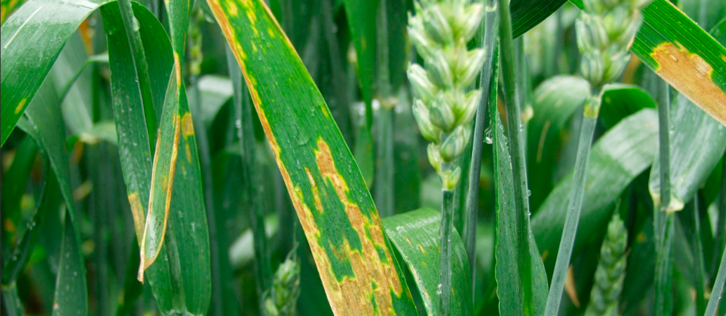 Septoria (hvedegråplet) 