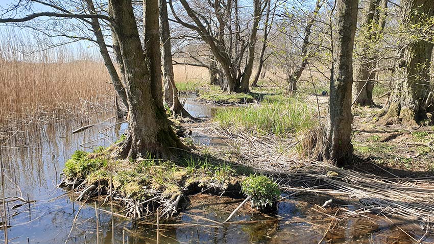 Mere vand i landskabet kan skabe mere liv