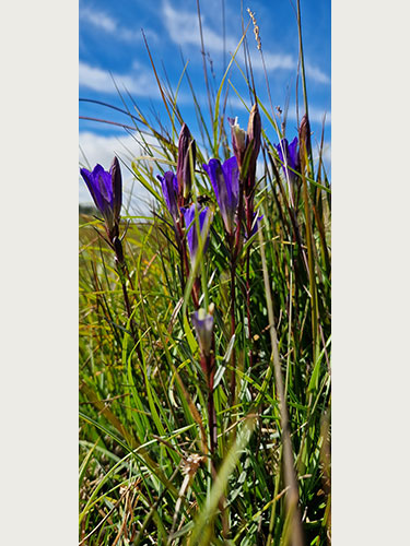  Tue med den sjældne klokke ensian 