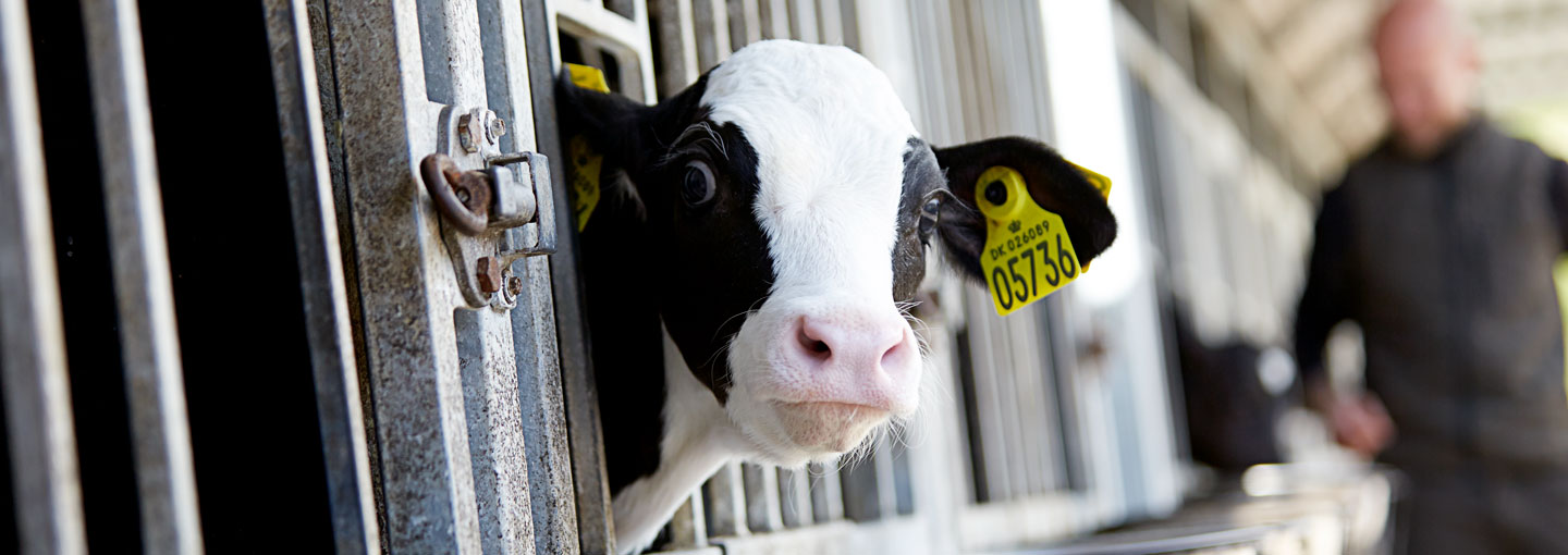 Diarré giver kalven et livsvarigt knæk. Derfor bør hygiejnen prioriteres tårnhøjt hos såvel tyre- som kviekalve.