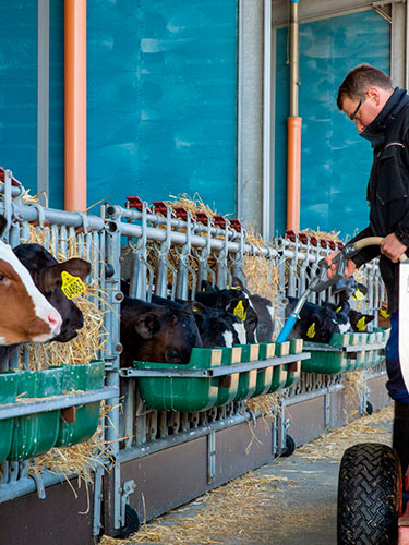 Halmen i høhækkene er i dag skiftet ud med hø. De 600 kalve op til 5 måneder æder hver dag 200-300 kg. hø, dertil en 17 % kalveblanding ad libitum fra dag ét. Mælkemængden (tilsat E-vitamin) topper ved 6-7 liter. 
