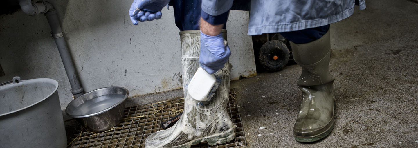Nærbillede af støvler, som vaskes med en hvid børste med sæbe skummende ud over den ene støvle. Kun nederste af kittel, bukser og hænder er synlige på personen. baggrunden vise udsnit af et vaskerum i en stald