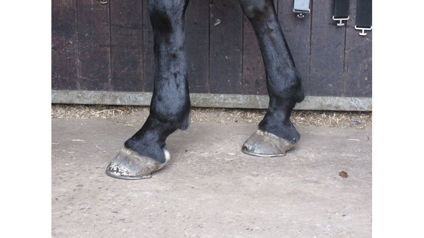 Hest med lave underløbne dragter