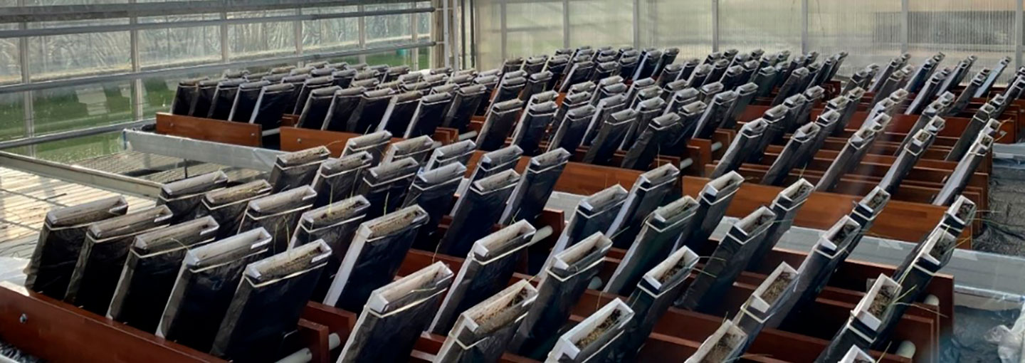 Rhizoboks eksperiment gennemført ved Aarhus Universitet til undersøgelse af tidlig rodvækst i hvidkløver