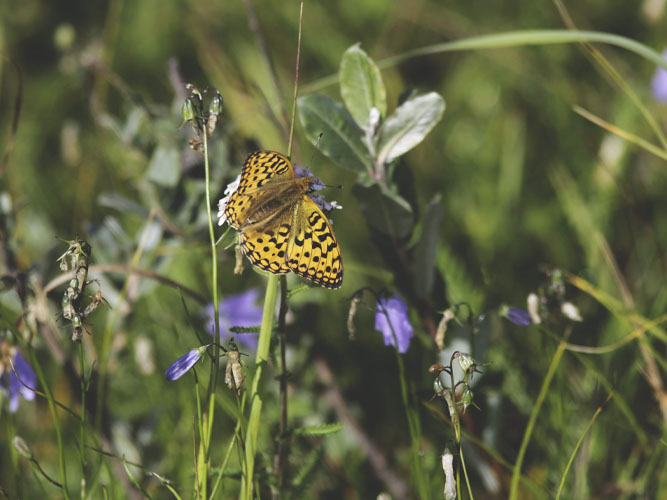 En skovperlemorsommerfugl i færd med at suge nektar fra vilde blomster