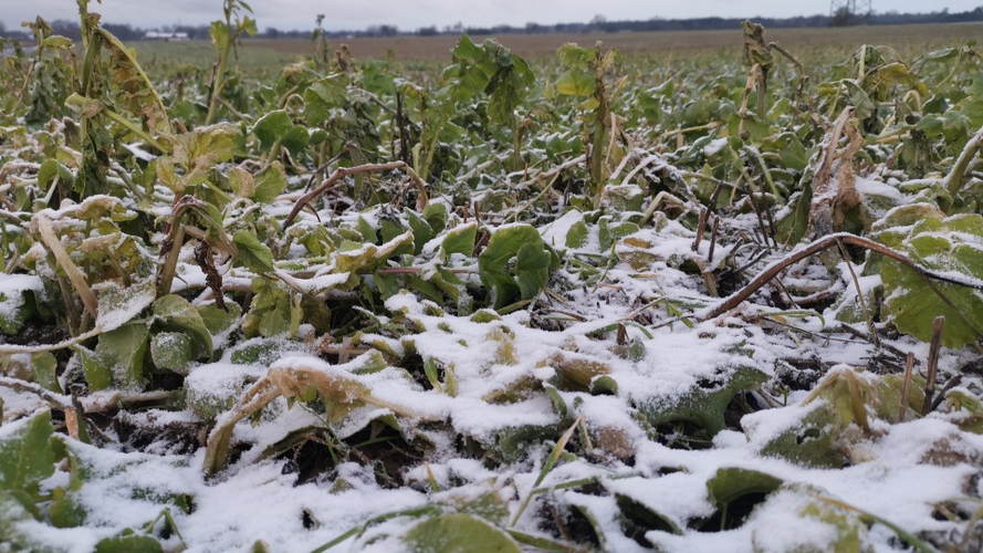 Efterafgrøde af olieræddike før tromling. Foto: Hans Henrik Fredsted, Agrovi.