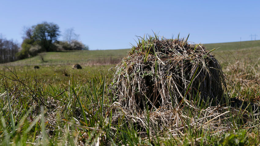 Tuer er vigtige strukturer på naturområdet, da det giver forskelle i mikroklimaet