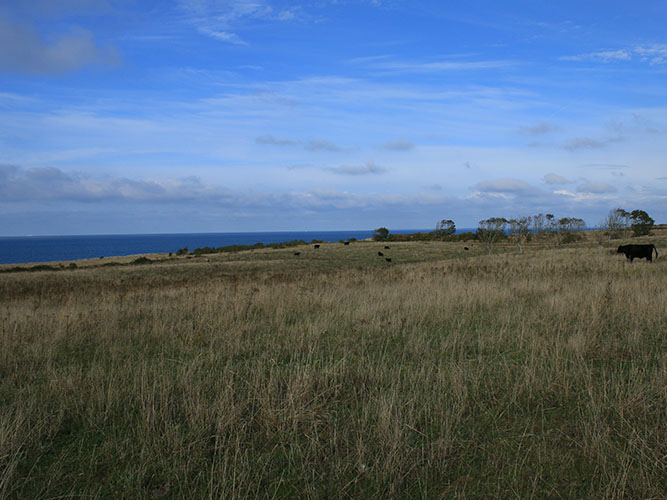 Eksempel på et tidligere landbrugsareal i Nordtyskland som er genoprettet til natur og hvor der er er ekstensiv helårsgræsning med Galloway-kvæg