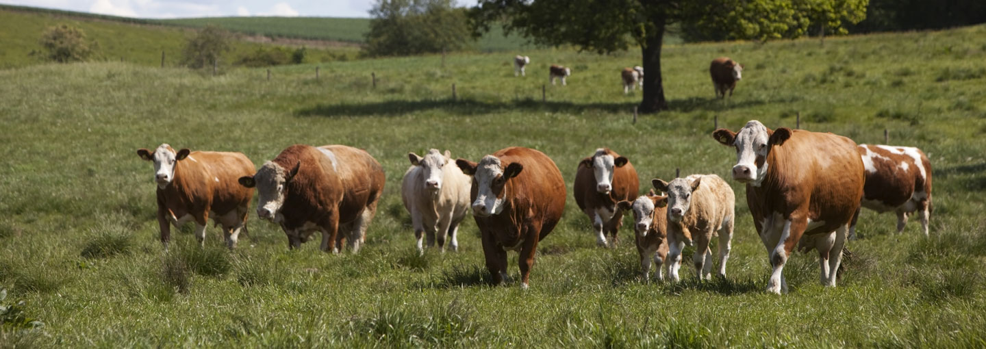 Simmental køer på græs