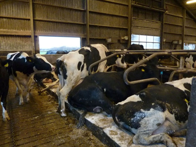 Ko står op i sengebåsen i stalden mens andre køer ligger ned ved siden af