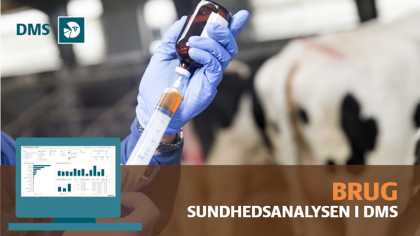 Sundhedsanalyse af kvæg i DMS
