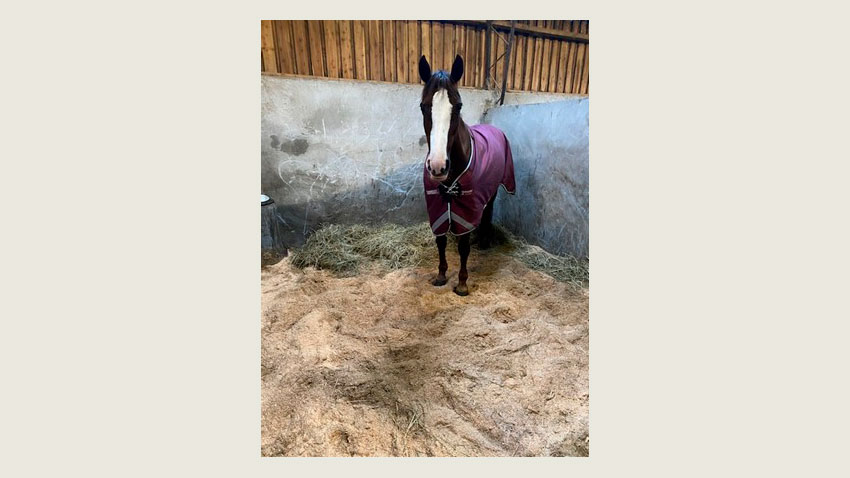 Træpiller/savsmuld suger rigtig godt men kan støve noget, så det kan være nødvendigt at vande det lidt.