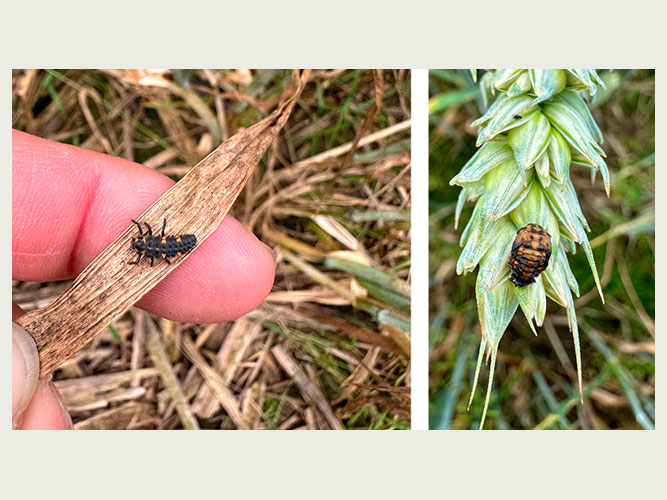 Mariehønelarve (til venstre) og mariehønepuppe (til højre