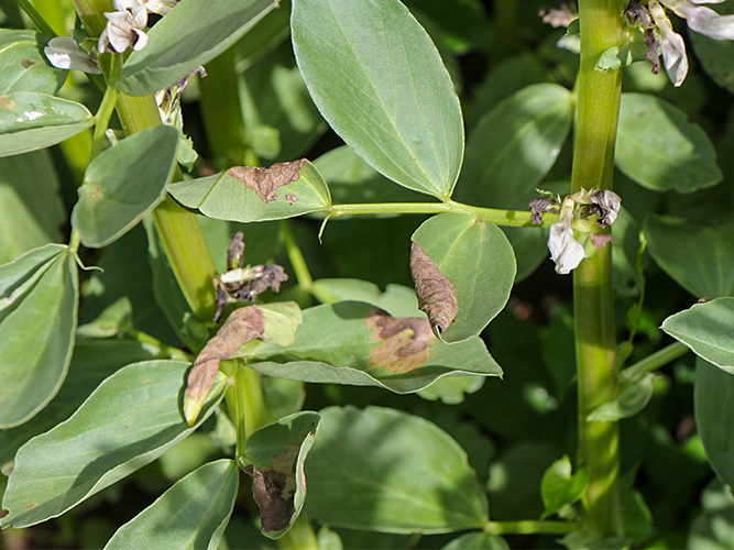Vikkeskimmel. Når bladene visner, kan angreb forveksles med sene angreb af chokoladeplet. Fotograf Ghita Cordsen Nielsen, SEGES.