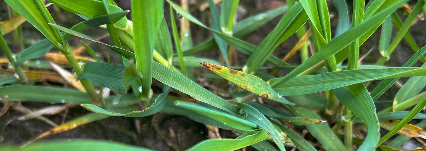 af Rasmus Storck, Spiras.