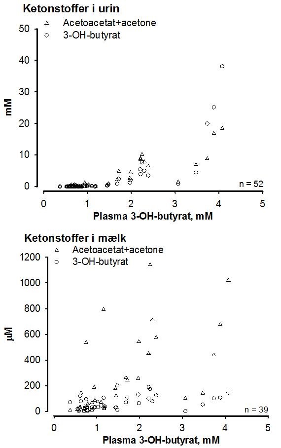 Figur 1: Sammenhæng mellem 3-OH-butyrat i blodplasma og ketonstofferne 3-OH-butyrat og acetoacetat+acetone i urin og mælk hos nykælvere .