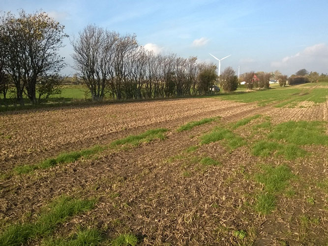 Angreb af aksløberlarver i rødsvingel