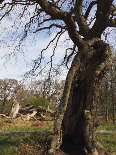 Udhulet gammelt træ er velegnet som levested for bier, fugle og flagermus