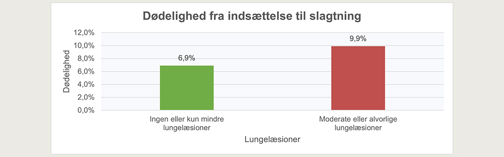 Dødelighed hos kalve