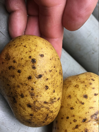 Eksempler på kartofler med Drycore. Foto Lars Møller, SEGES.