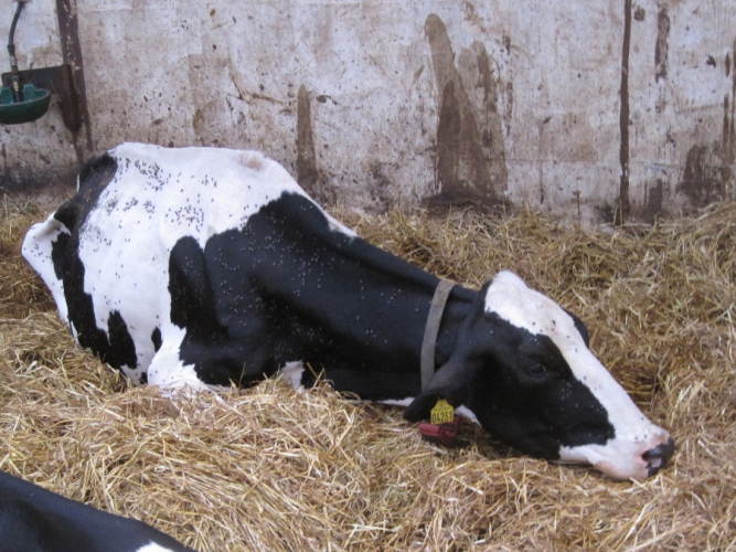 Yverbetændelse i besætninger smittet med Mycoplasma bovis