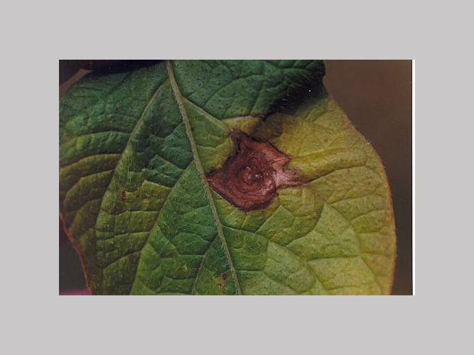 Angreb af kartoffelbladplet. Alternaria solani forveksles ofte med kartoffelskimmel.