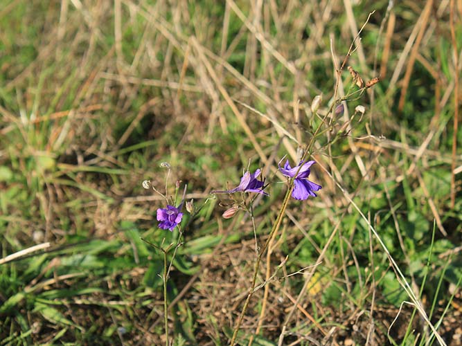 Den enårige sjældne plante korn-ridderspore har etableret sig på de tidligere landbrugsarealer. 