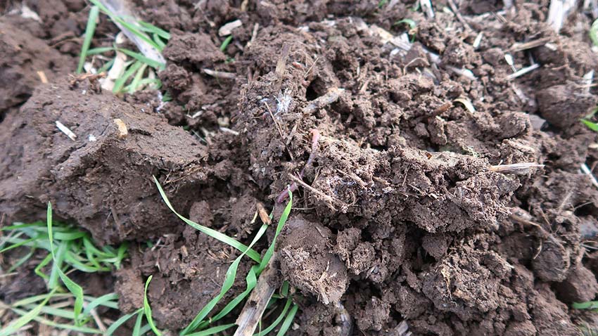 Jordens indhold af organisk stof er vigtigt for jordsundheden.