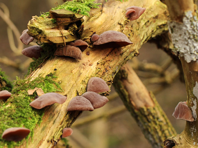 Judasøre findes på gamle træer af almindelig hyld – en stor busk, der ofte findes i krattene i det åbne land. 