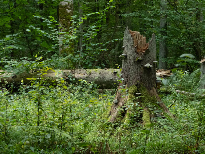 En gammel træstub i en tæt skov, dækket af mos og små svampe. Stammen er brudt af og står som et tegn på naturens cyklus midt i frodig bevoksning.