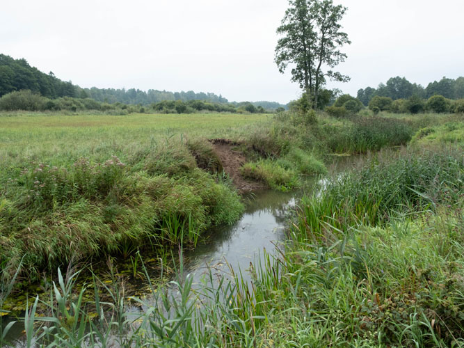 En lille bæk snor sig gennem et frodigt, grønt landskab. Tætte græstuer og vandplanter grænser op til vandet, mens en ensom trætop stiger mod himlen.