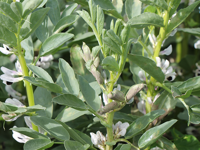 Vikkeskimmel. Her er den gråviolette belægning tydelig. Fotograf Ghita Cordsen Nielsen, SEGES..