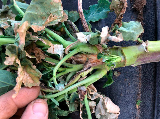 Svidning og efterfølgende angreb af gråskimmel og bakterier fotograferet 20. april 2021 af Anders Smedemand Musse, KHL