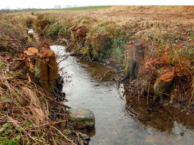 Alle træer og buske langs et vandløb er blevet fjernet
