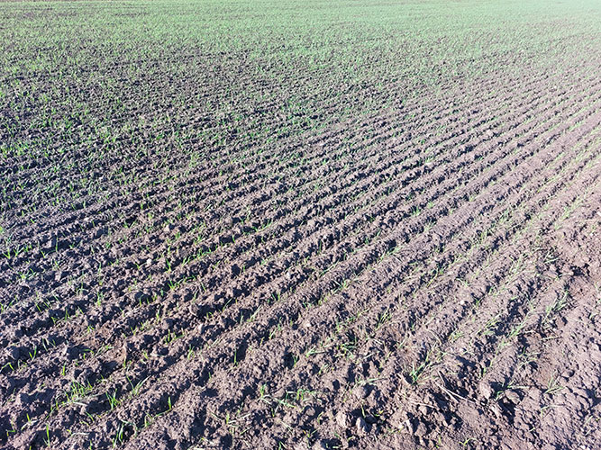 Foto fra forsøg 002, som viser forskel på led 2 øverst (spildkorn reduceret med harvning) og led 3 nederst (spildkorn har stået urørt). 