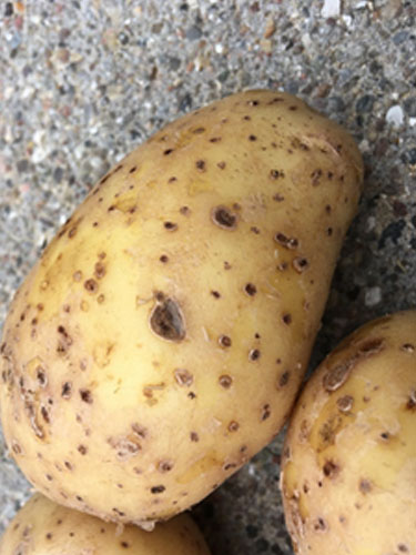 Eksempler på Lenticeller kartofler. Foto Lars Møller, SEGES.