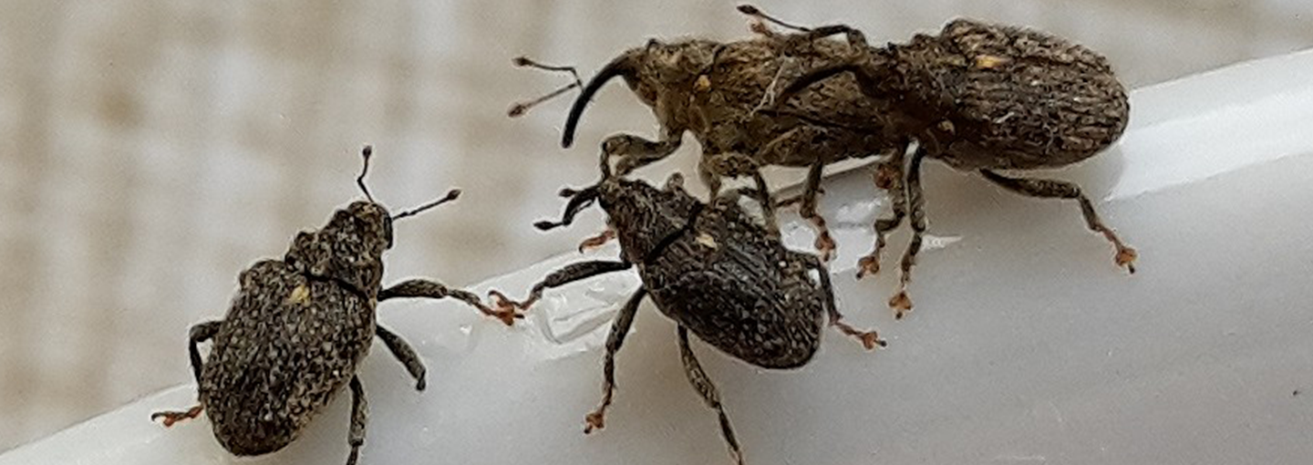 Bladribbesnudebiller. Foto Irene S. Rasmussen, VKST