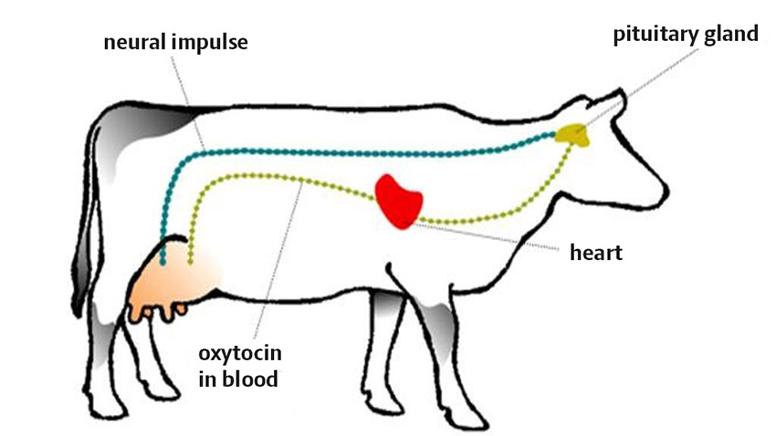 During preparation, the cow’s udder is stimulated so that a signal is sent via a neural impulse to the pituitary gland in the cow’s brain. The pituitary gland then releases the hormone oxytocin which is transported with the blood to the udder cells which then contract and push the milk into the lactiferous ducts. This is synonymous with the cow letting the milk down.