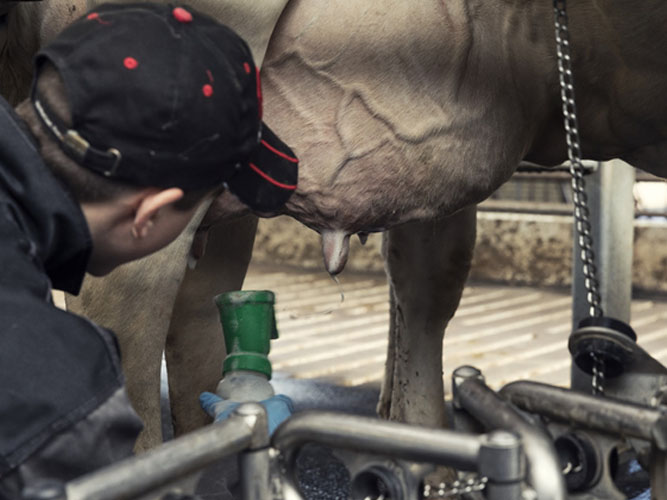 Medarbejder desinficerer koens yver