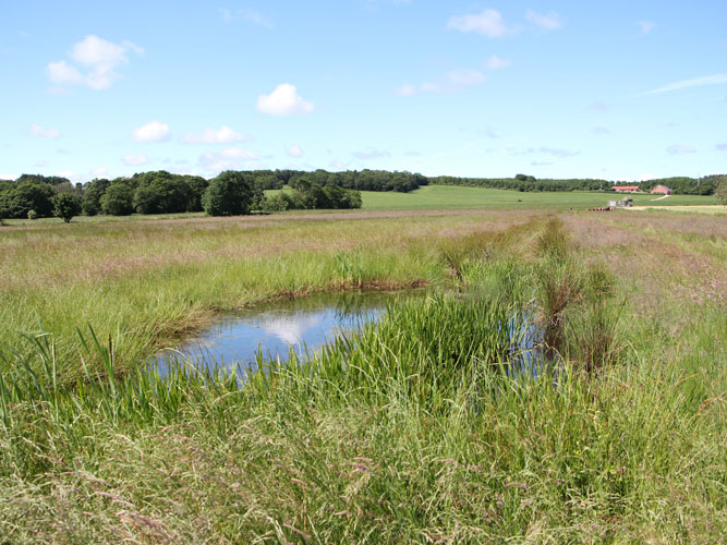I forbindelse med lavbundsprojektet, blev drænene lukket til ved at lægge jord i fra det tilstødende areal. Herved dannes der små søer. 