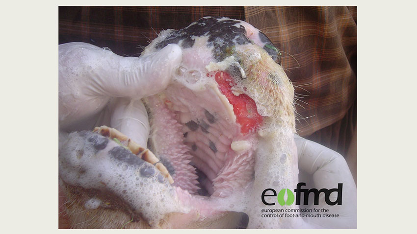 Sår i mundhulen på ko efter bristet blære.