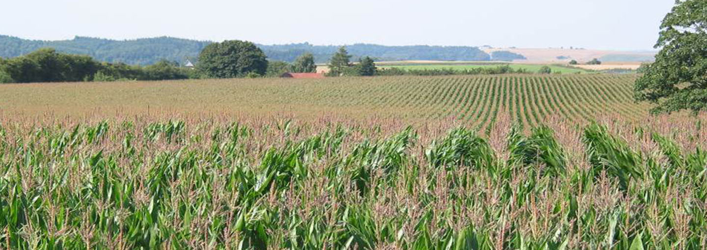Se høstprognose for majs med cropmanager
