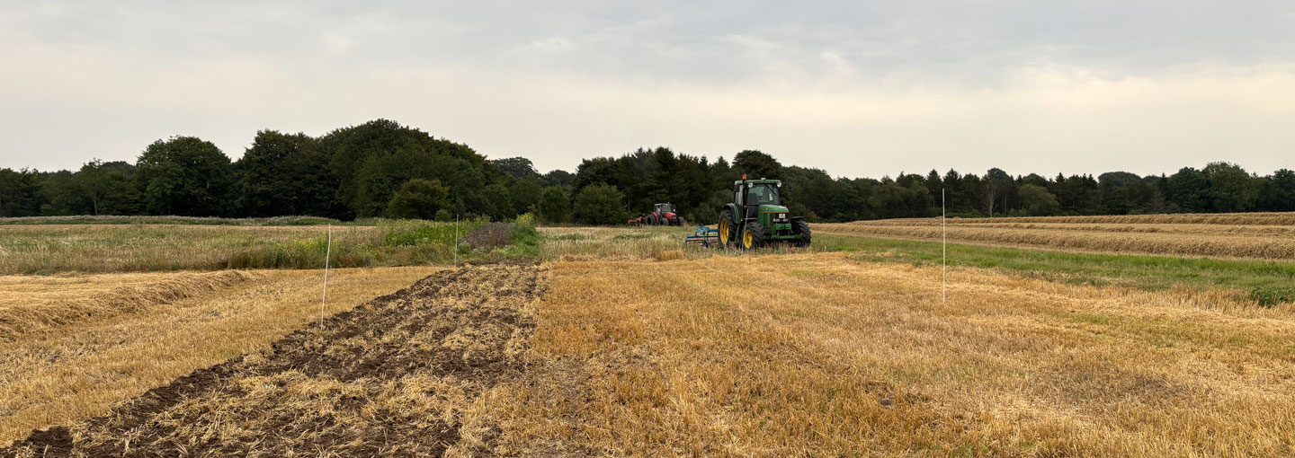 Forsøgsarealet efter jordbearbejdning. Der er udsået rajgræs og raps på hver halvdel af arealet