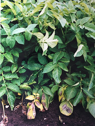 Jordsmitte af kartoffelskimmel på plade som rører ved jordoverfladen