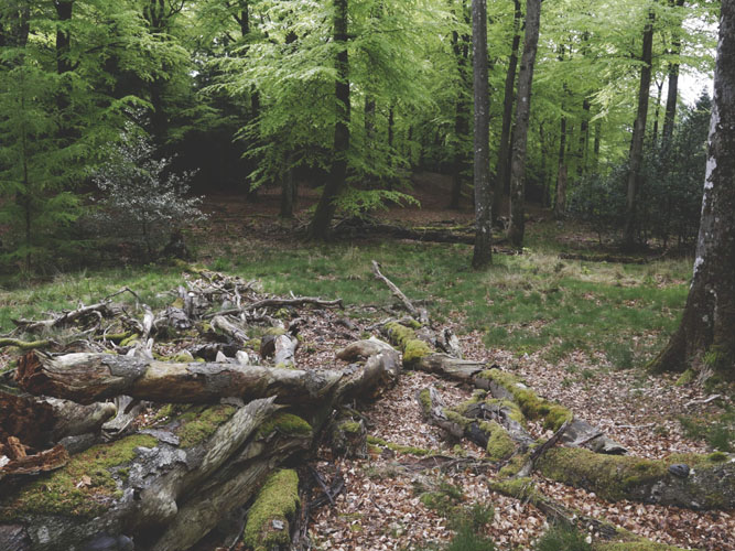 Væltede træer i skov