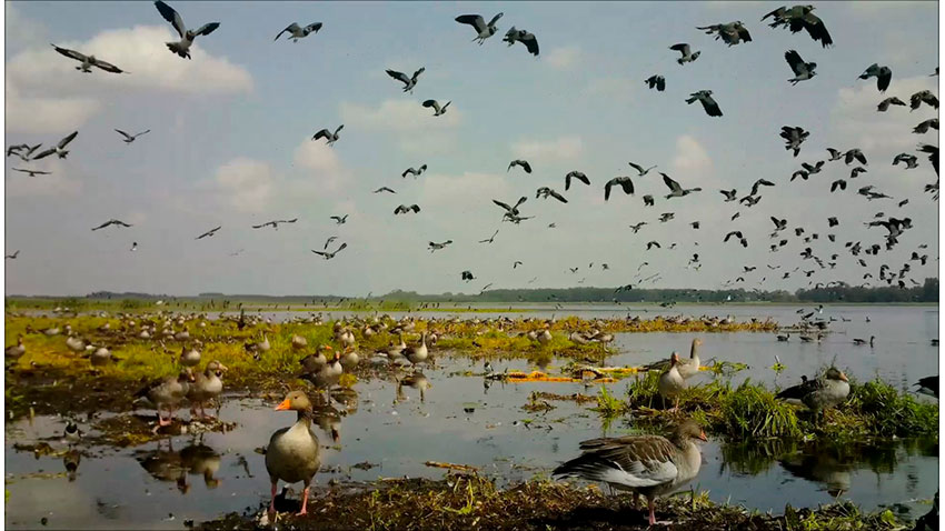 A gaggle of geese flocking in Žuvintas Biosphere Reserve during migration