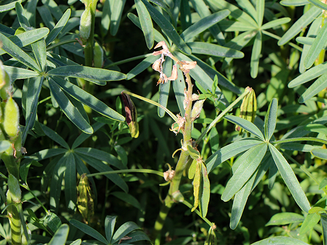 Gråskimmel i lupin. En enkeltplante har mistet saftspændingen og begynder at visne. Typisk er gråskimmel eller knoldbægersvamp årsagen. Fotograferet 29. juni 2022. Fotograf Ghita Cordsen Nielsen, SEGES.