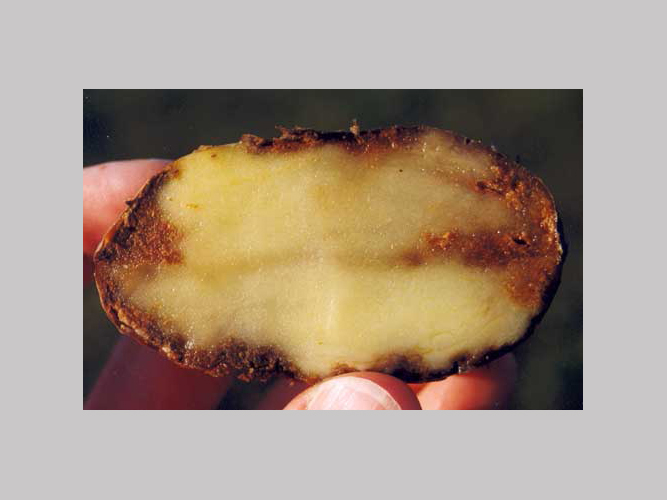 Angreb af kartoffelskimmel på knolde. Symptomerne ses som rustrøde plamager fra overfladen og ind i knolden, der senere udvikles til blødråd.