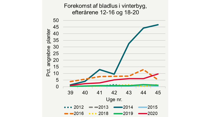 Udviklingen af bladlus (procent angrebne planter) i ubehandlede vinterbygmarker i efterårene 2013-2020 i Planteavlskonsulenternes registreringsnet. Årligt der er bedømt i ca. 20-25 marker.