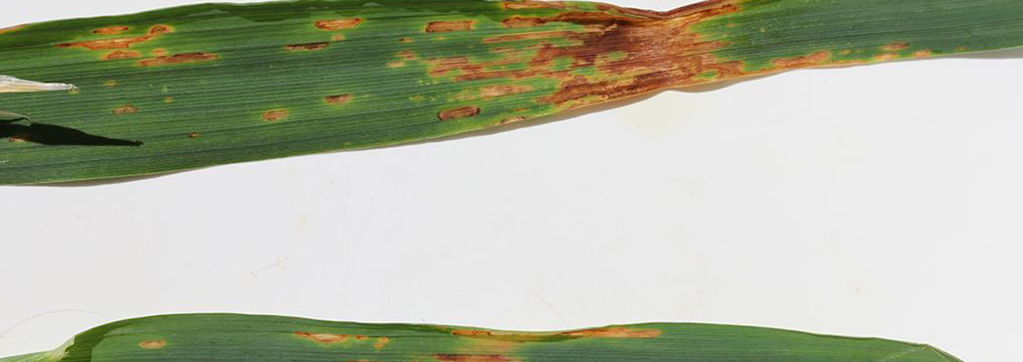 Havrepletbakteriose, som forårsages af en bakterie. Havrepletbakteriose